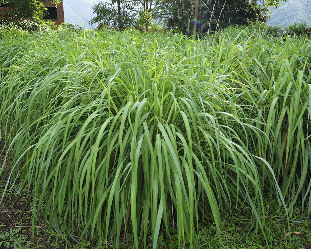Citronela