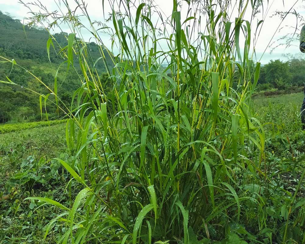 Palmarrosa