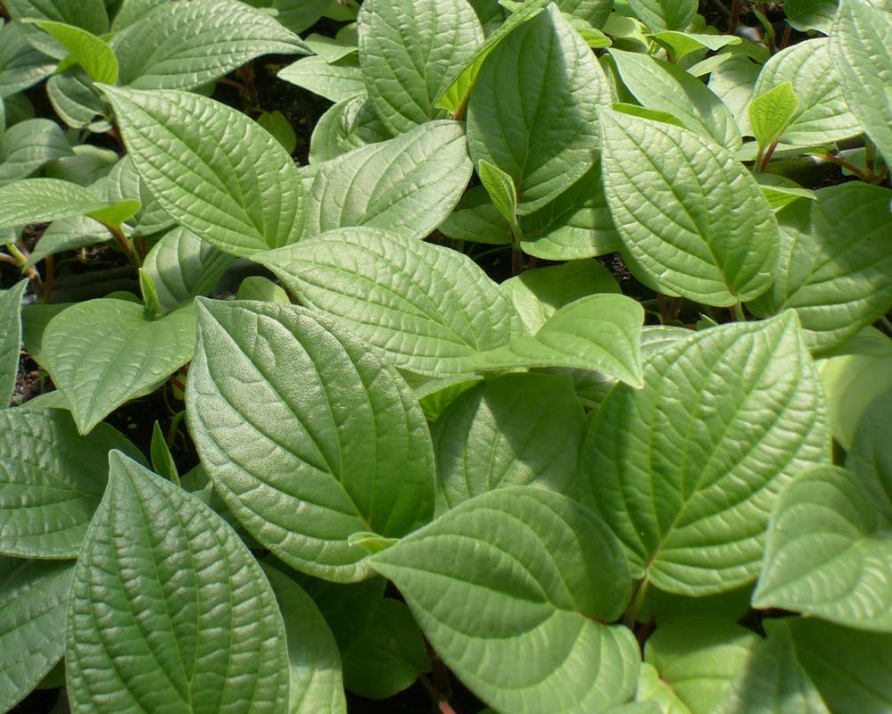 Piper dilatatifolium