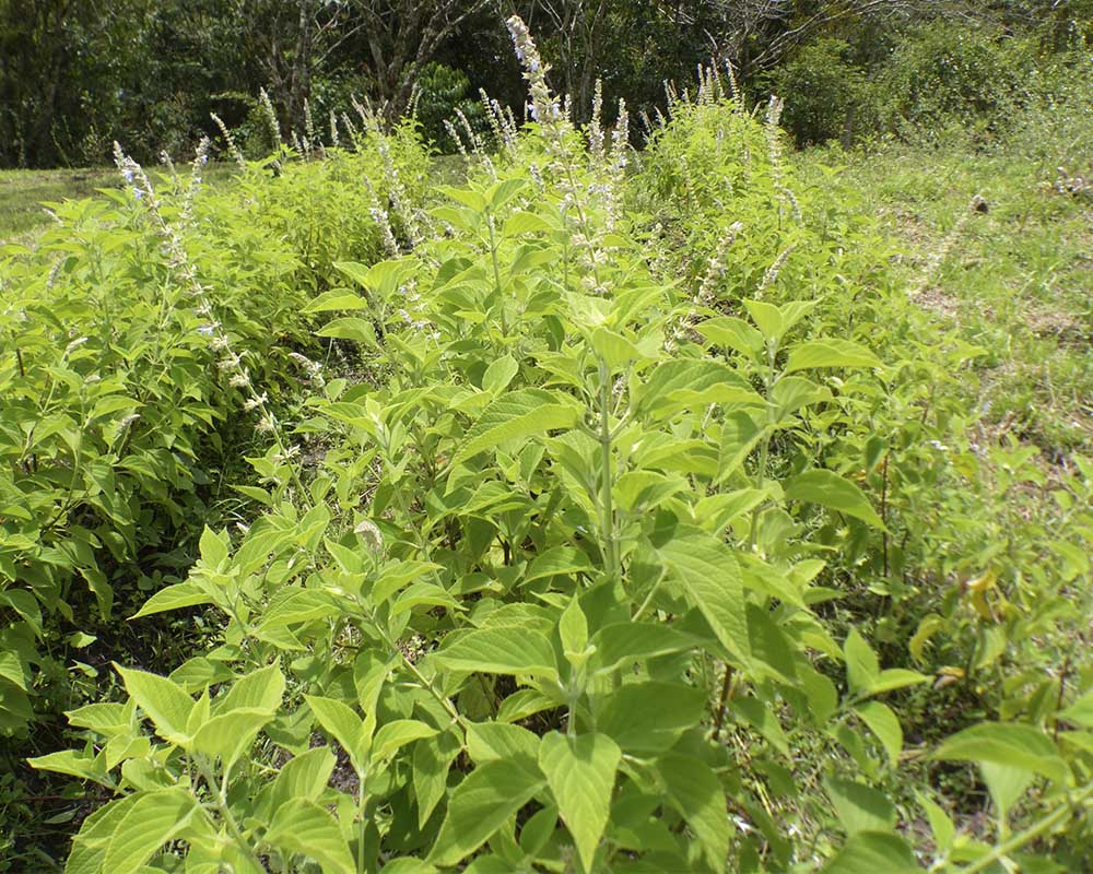 Salvia aratocensis